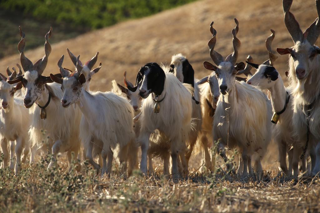 Agriturismo Feudo Muxarello Aragona المظهر الخارجي الصورة